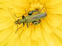 Oedemera nobilis (Swollen-thighed Beetle).jpg